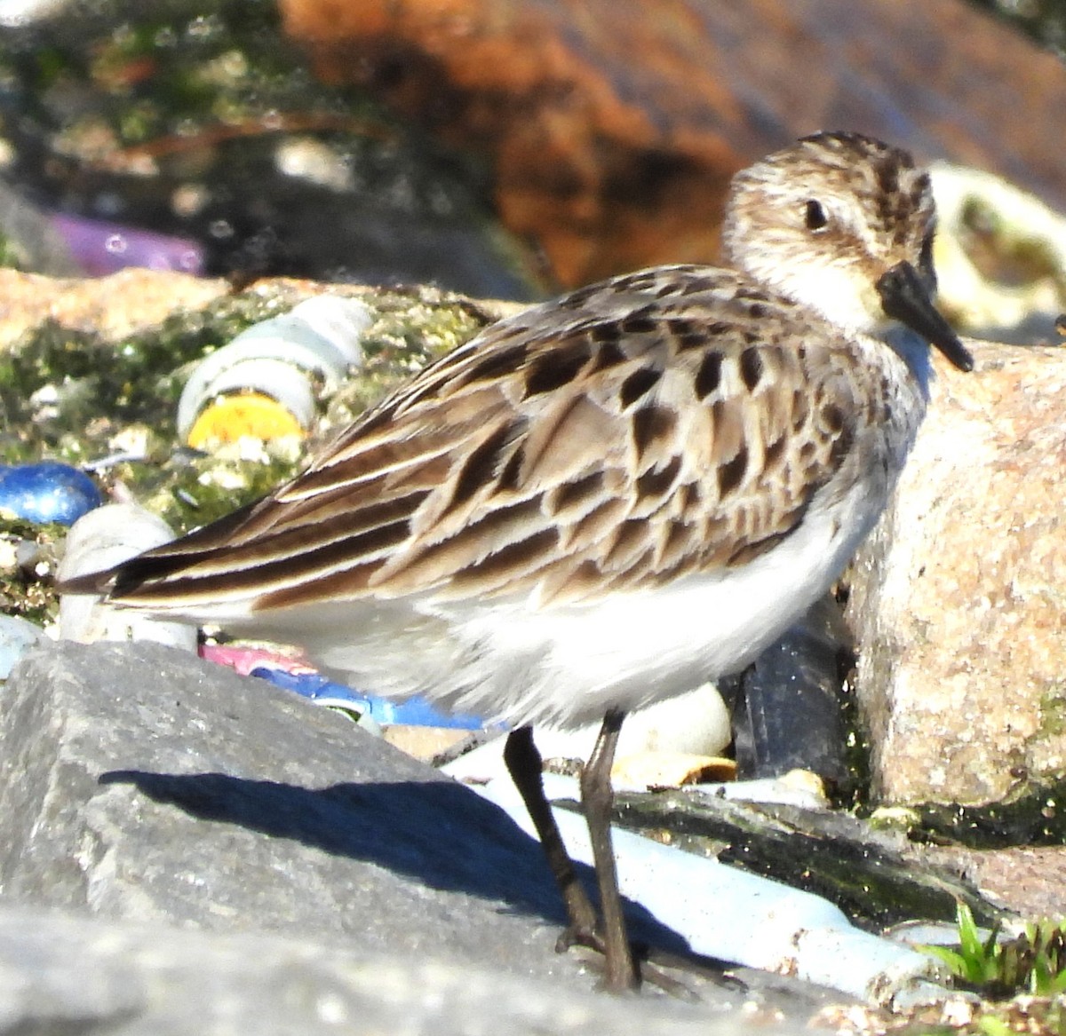 Semipalmated Sandpiper - ML639071358