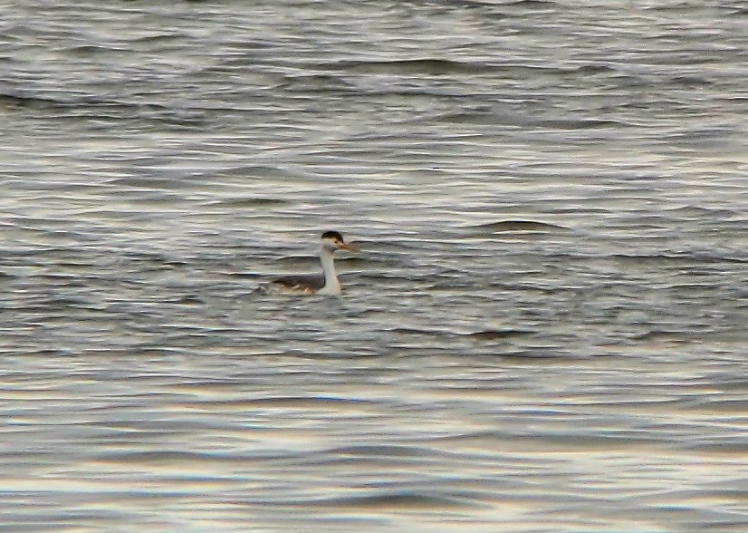 Clark's Grebe - ML639071359