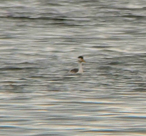 Clark's Grebe - ML639071365