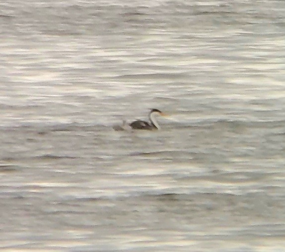 Clark's Grebe - ML639071369