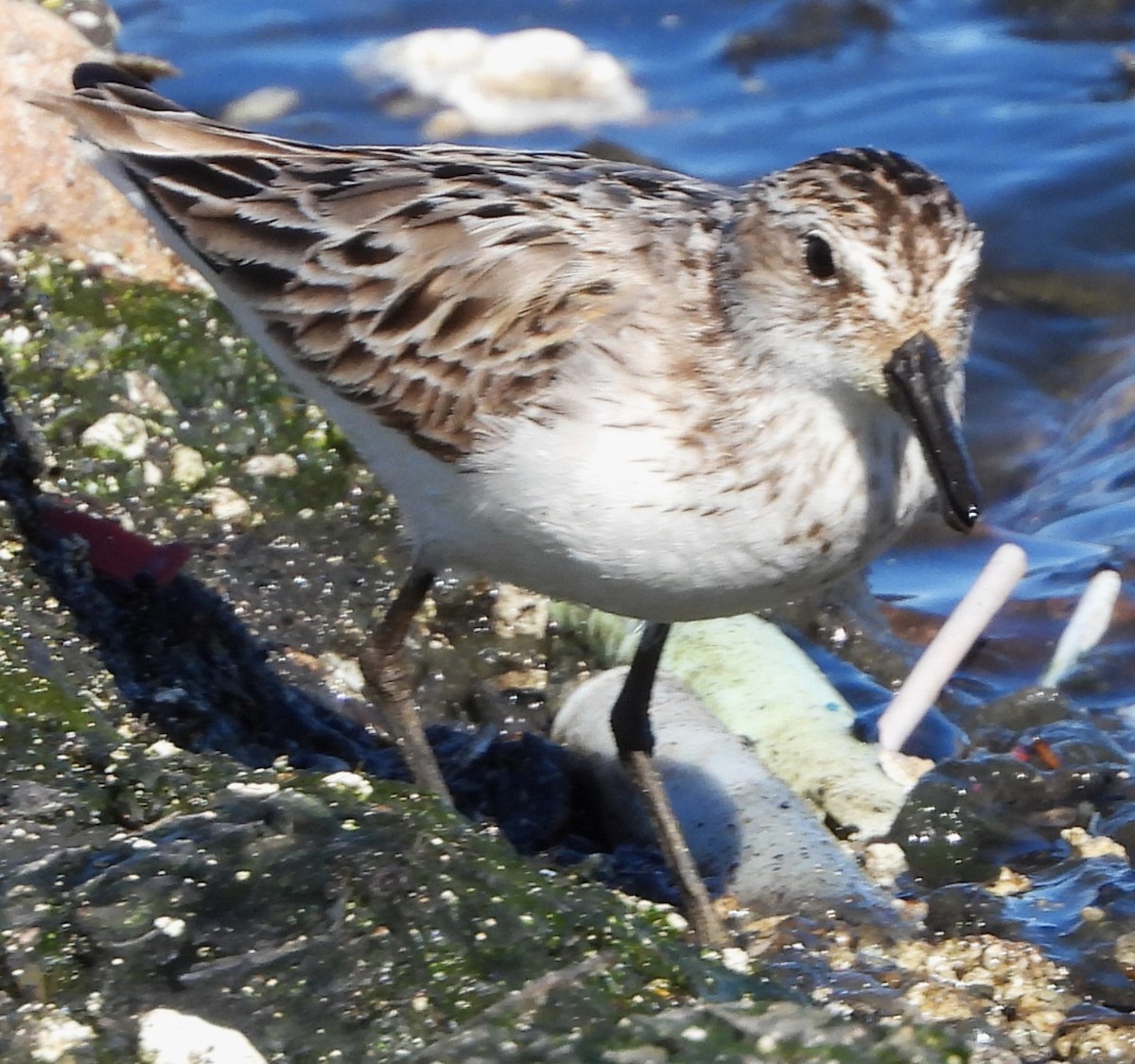 Semipalmated Sandpiper - ML639071375