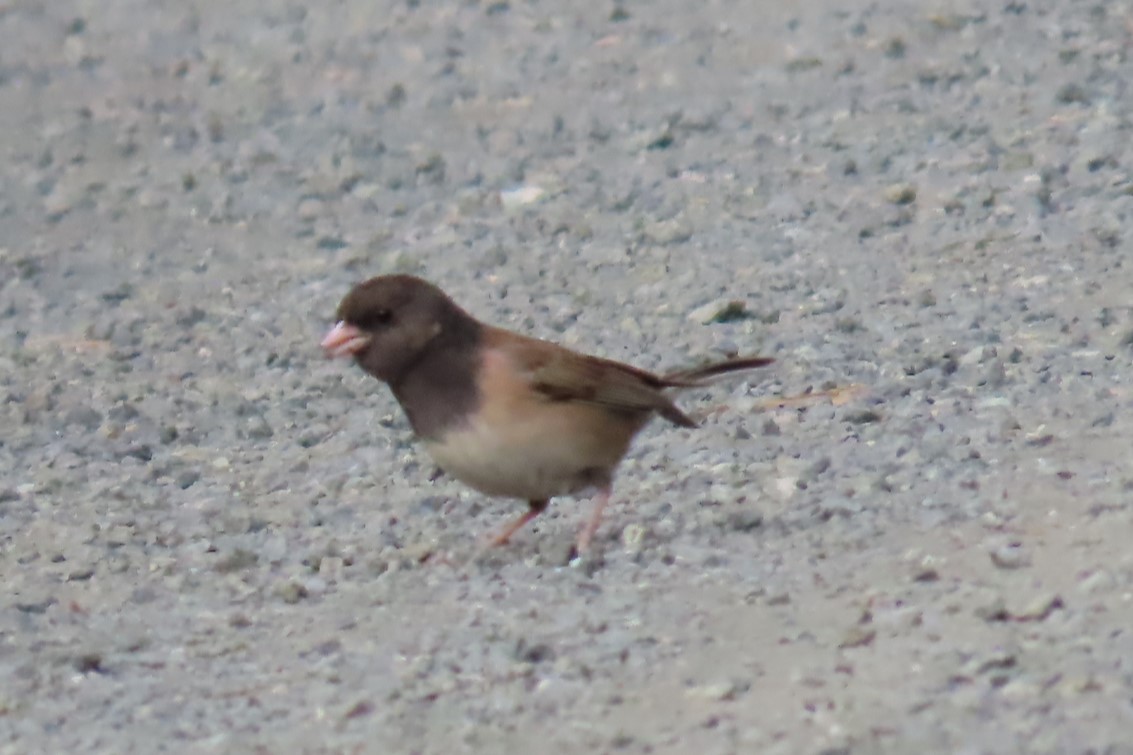 Dark-eyed Junco - ML639071376