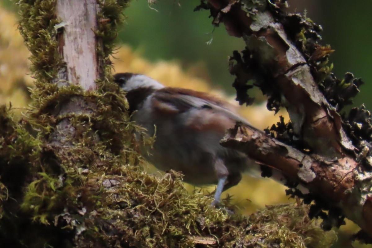 Chestnut-backed Chickadee - ML639071379