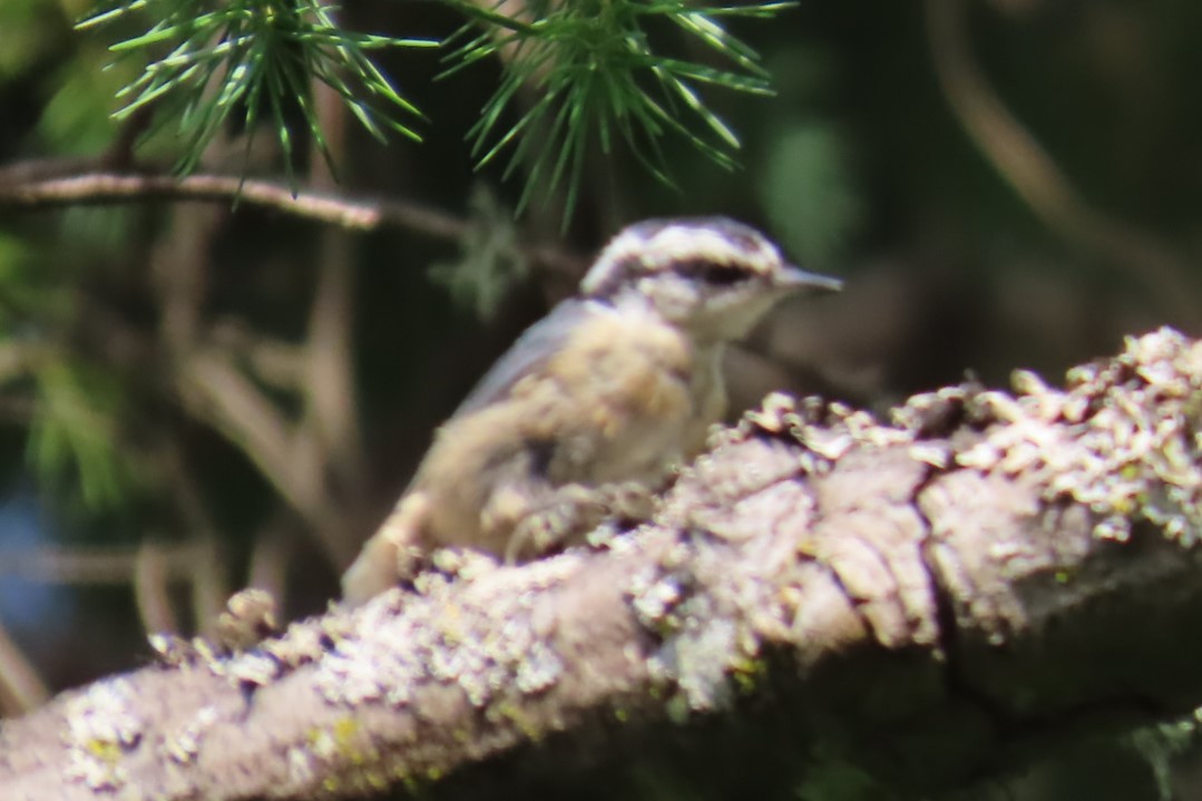 Red-breasted Nuthatch - ML639071388