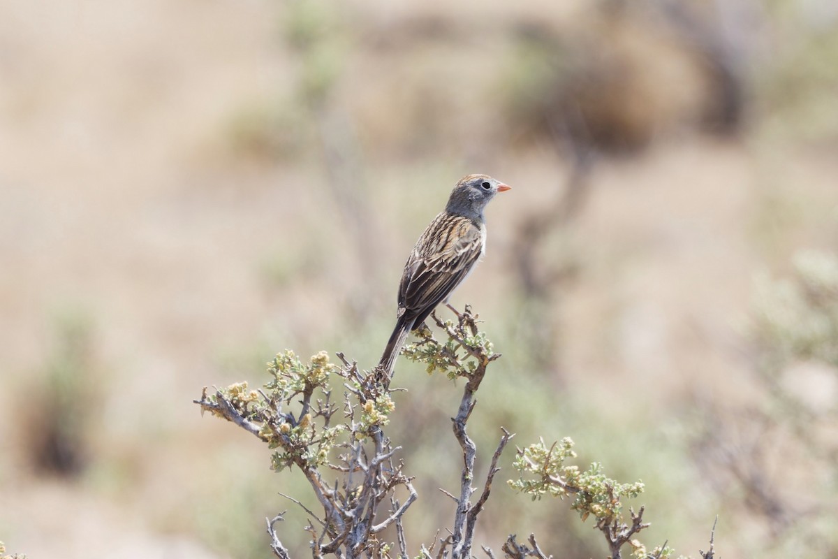 Worthen's Sparrow - ML639071390