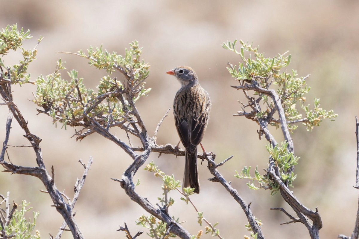 Worthen's Sparrow - ML639071395