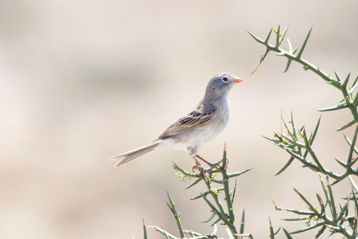 Worthen's Sparrow - ML639071408