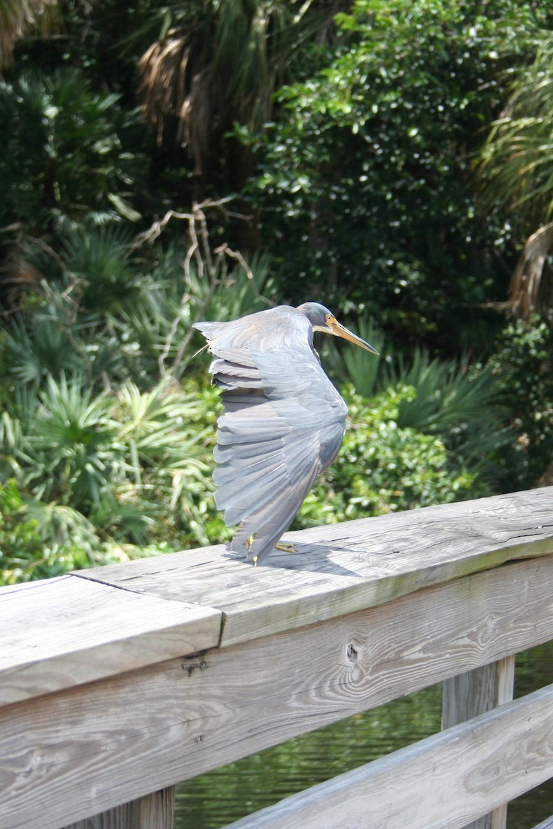 Tricolored Heron - ML639071409