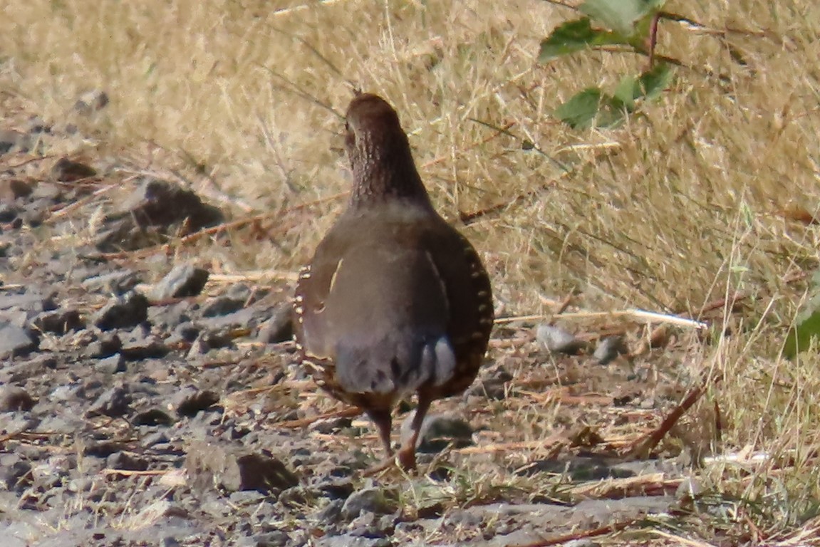 California Quail - ML639071416