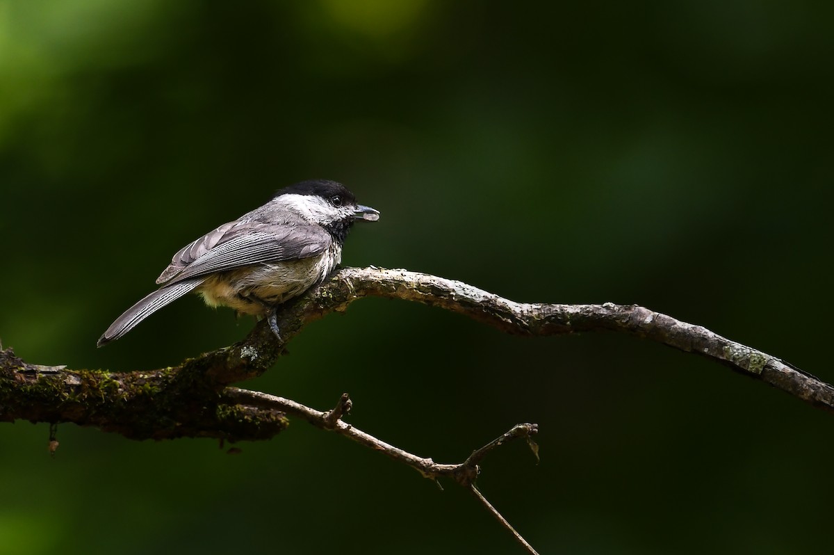 Carolina Chickadee - ML639071417