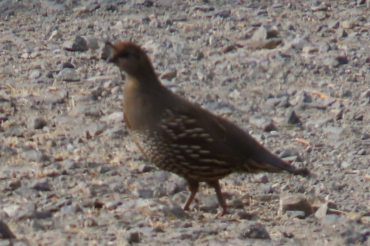 California Quail - ML639071420
