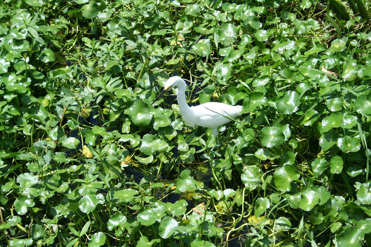 Snowy Egret - ML639071421