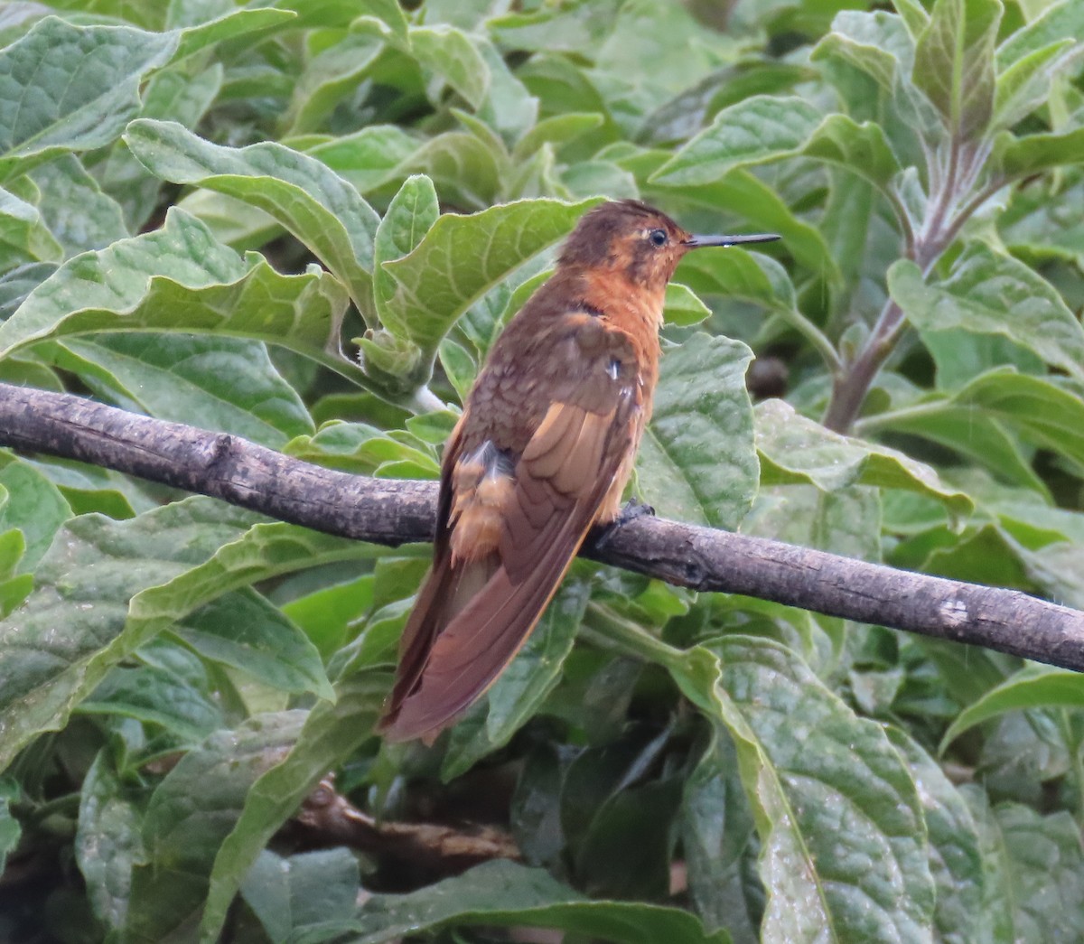 Colibrí Cobrizo - ML639071446