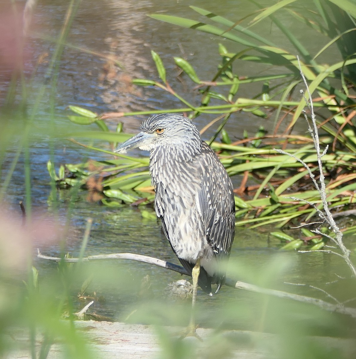Yellow-crowned Night Heron - ML639071453