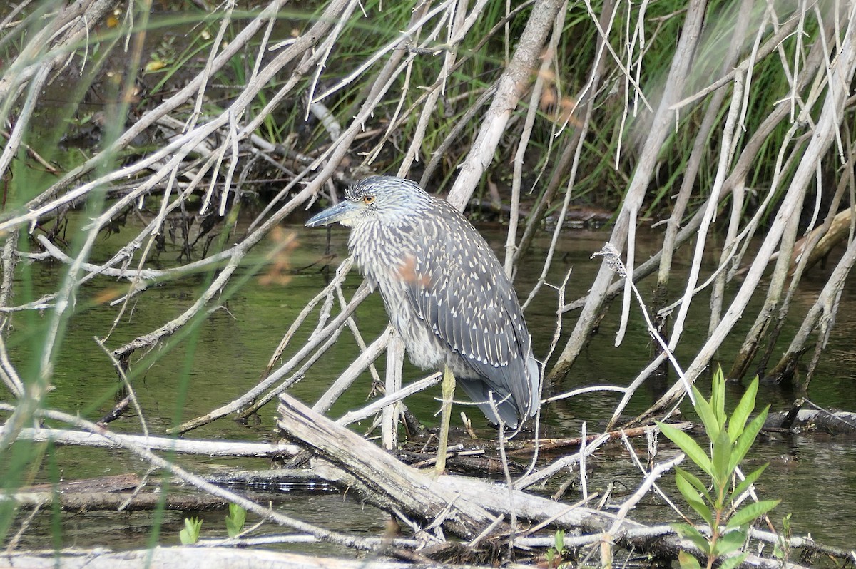 Yellow-crowned Night Heron - ML639071454