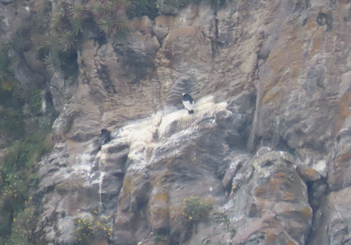 Cóndor Andino - ML639071461