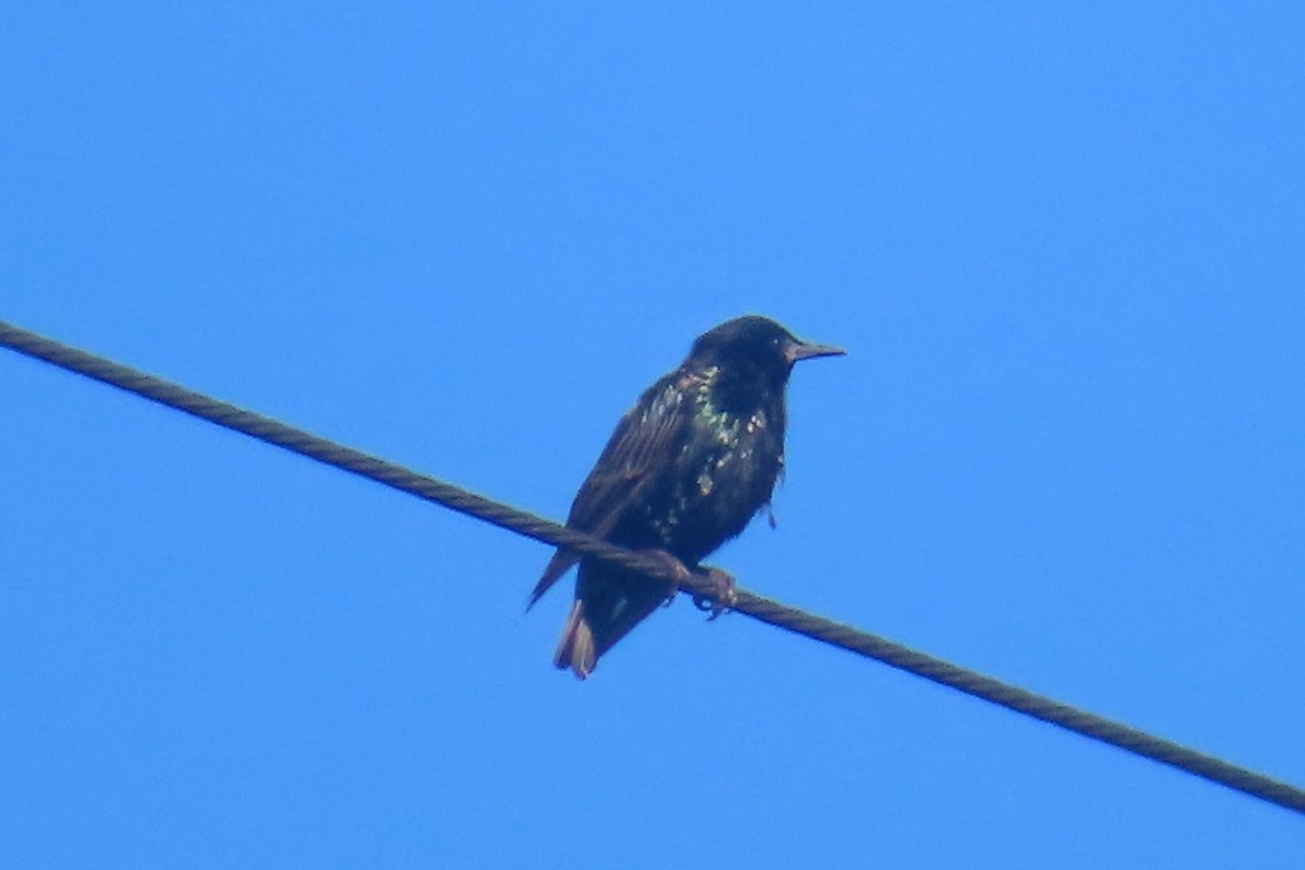 European Starling - ML639071495