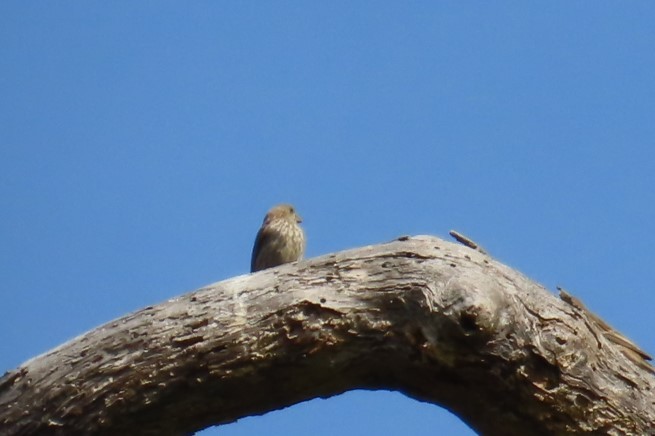 House Finch - ML639071521