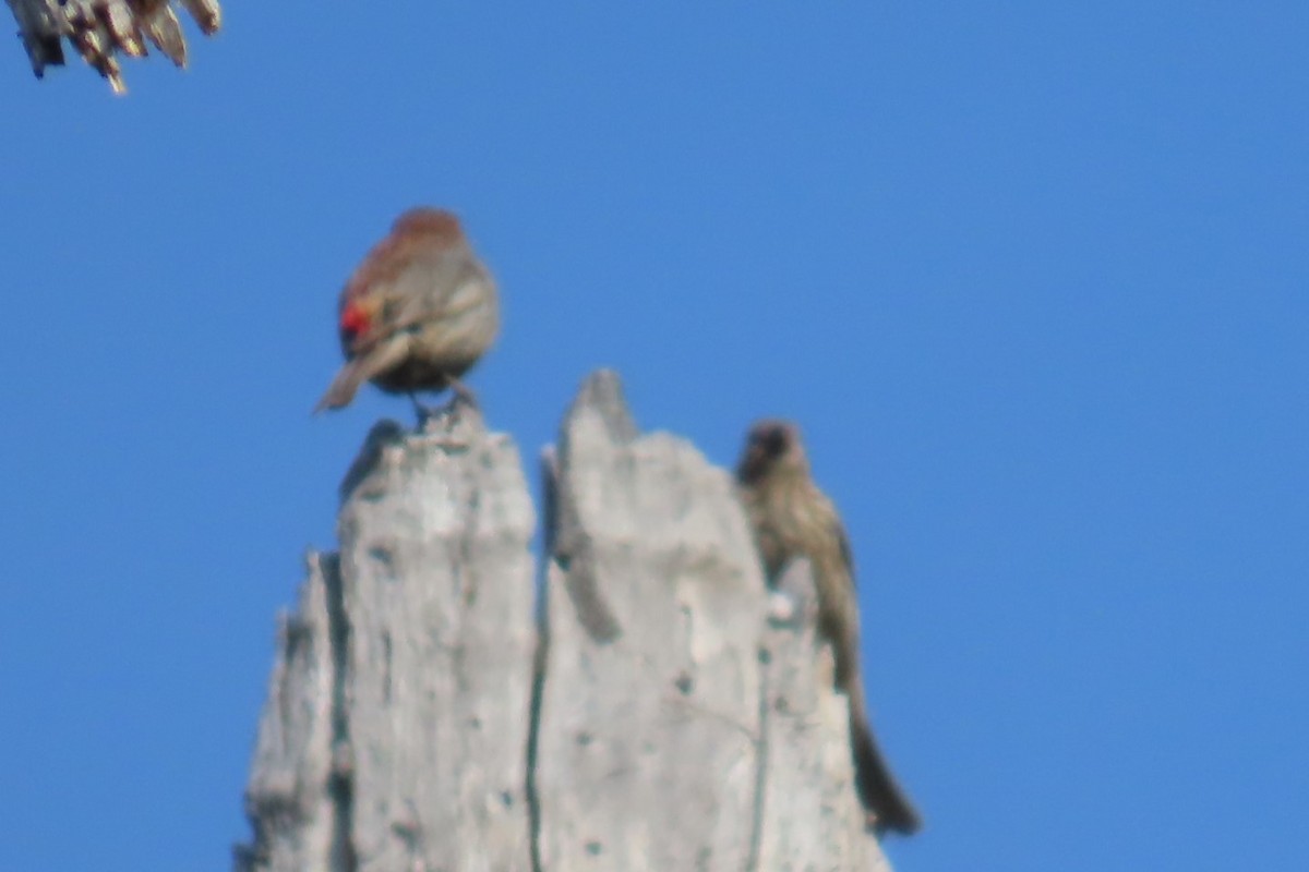 House Finch - ML639071524