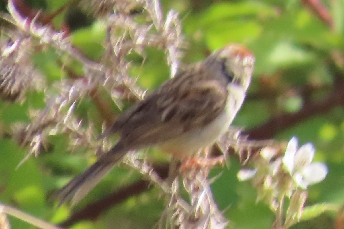 Chipping Sparrow - ML639071527