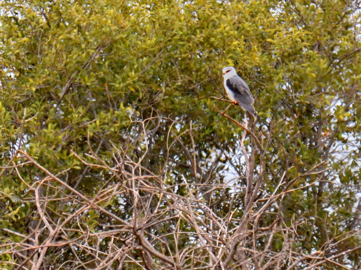 Black-winged Kite - ML639071536