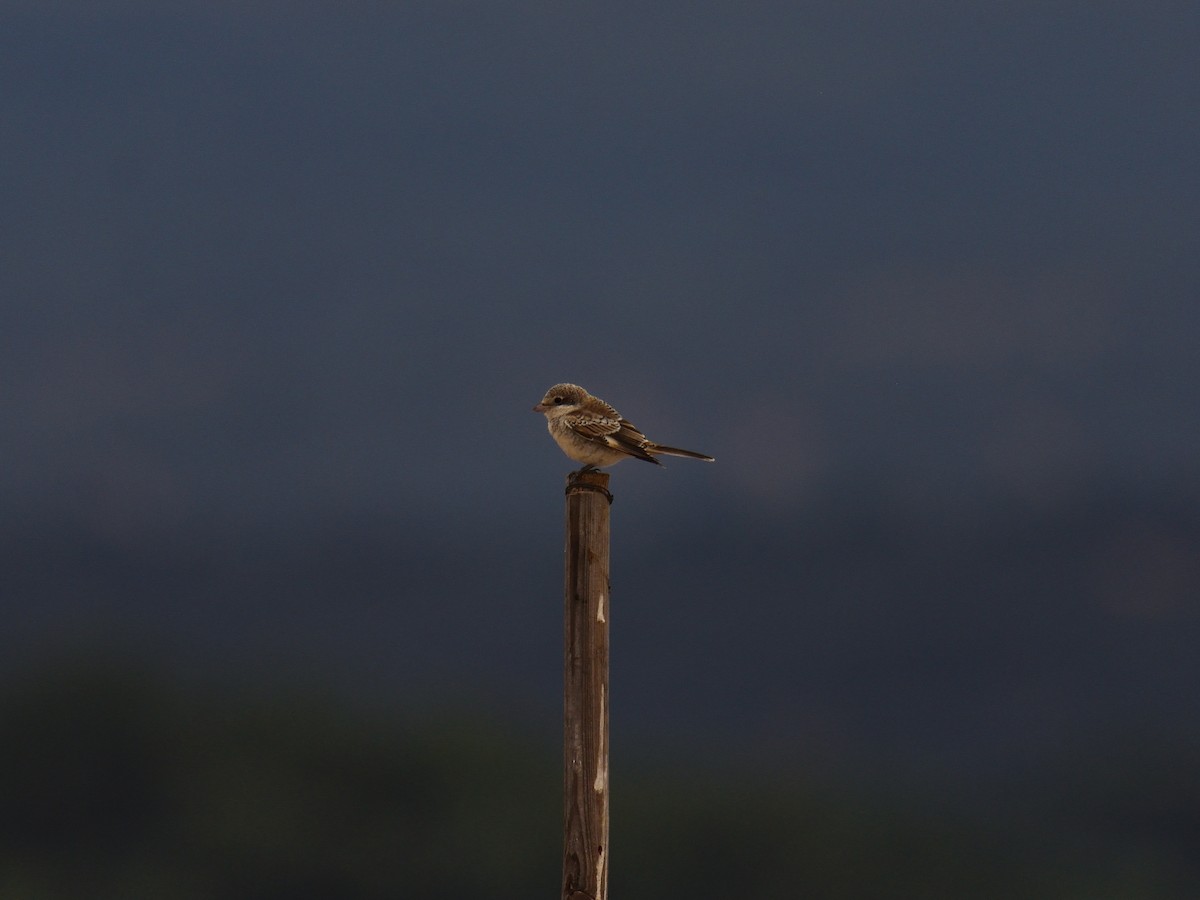 Woodchat Shrike - ML639071544