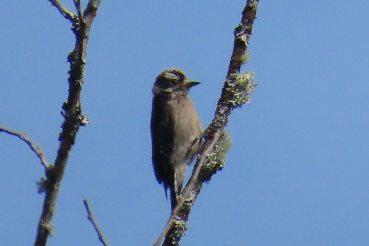 Downy Woodpecker - ML639071593