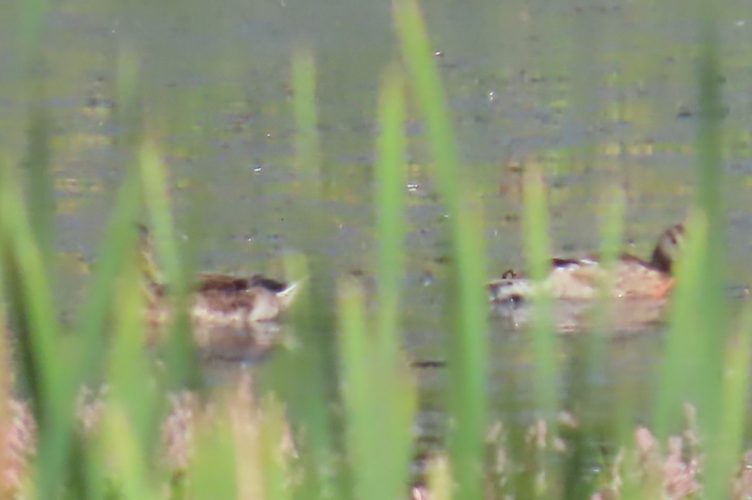 Mallard - ML639071597