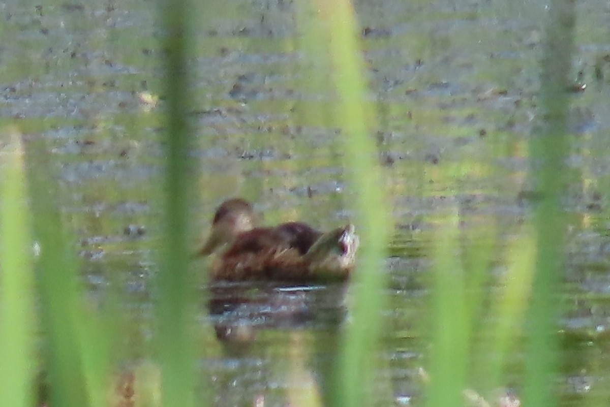 Mallard - ML639071600