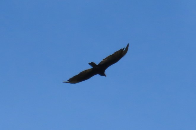 Turkey Vulture - ML639071602