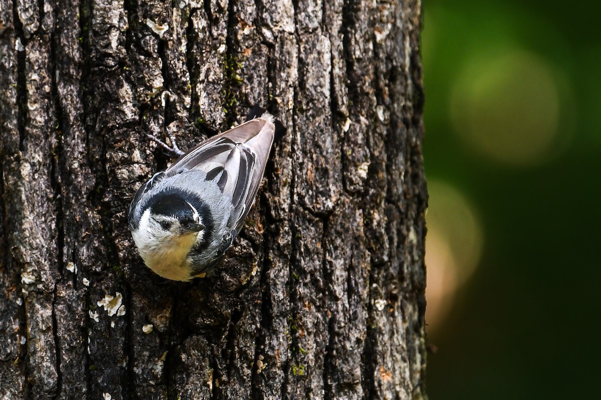 White-breasted Nuthatch - ML639071612
