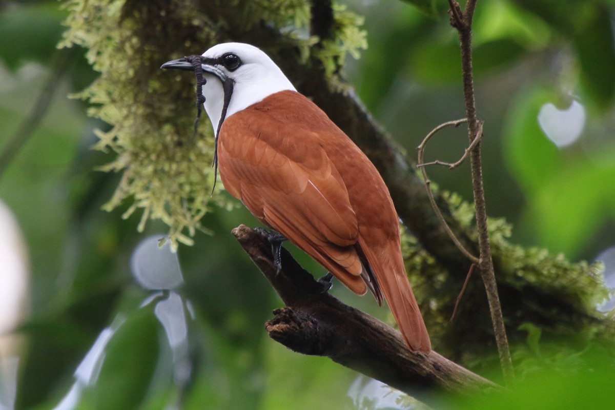 Three-wattled Bellbird - ML639071613