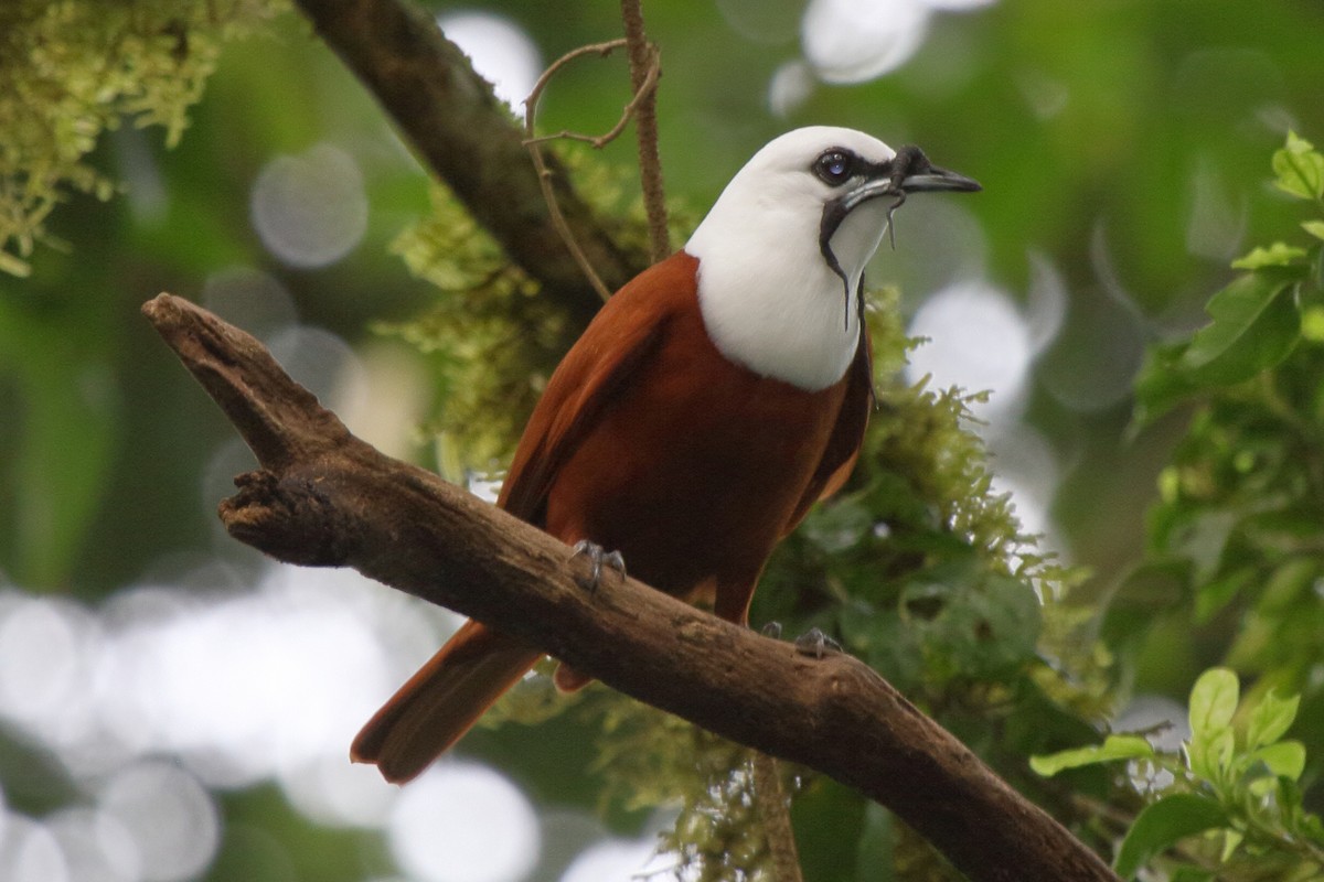 Three-wattled Bellbird - ML639071614