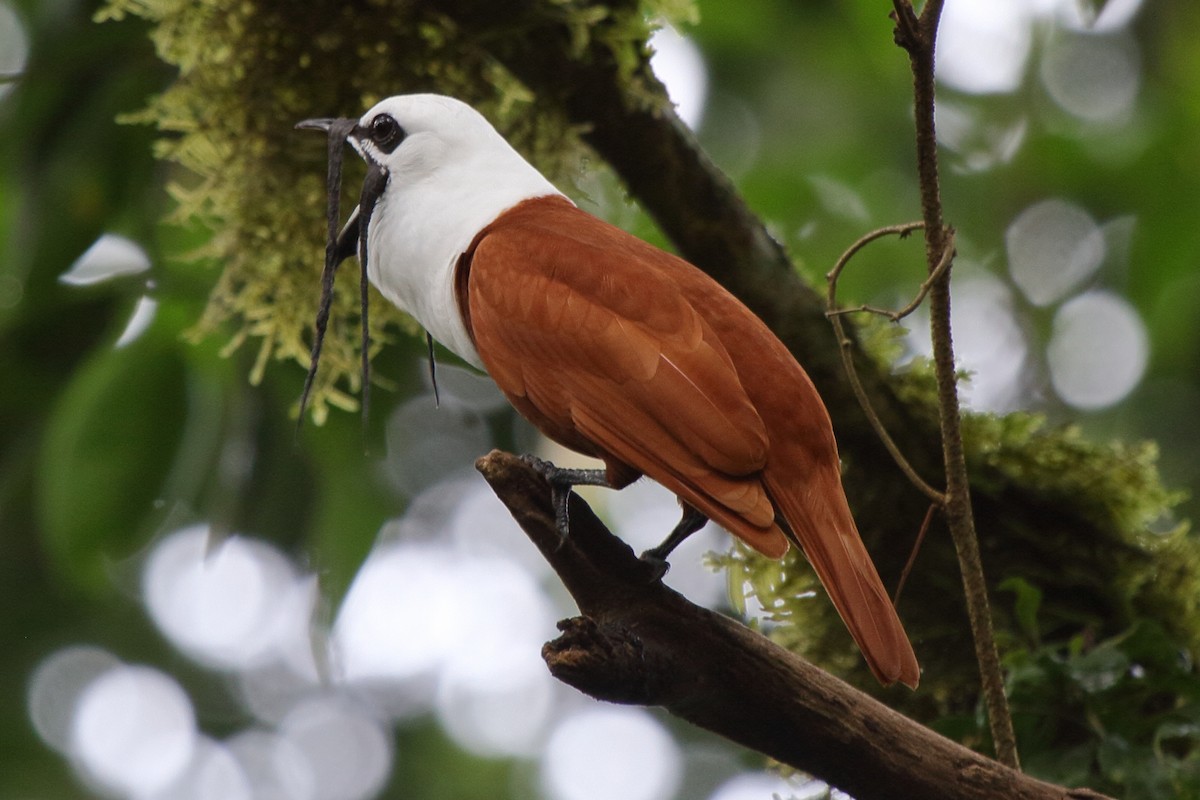 Three-wattled Bellbird - ML639071615