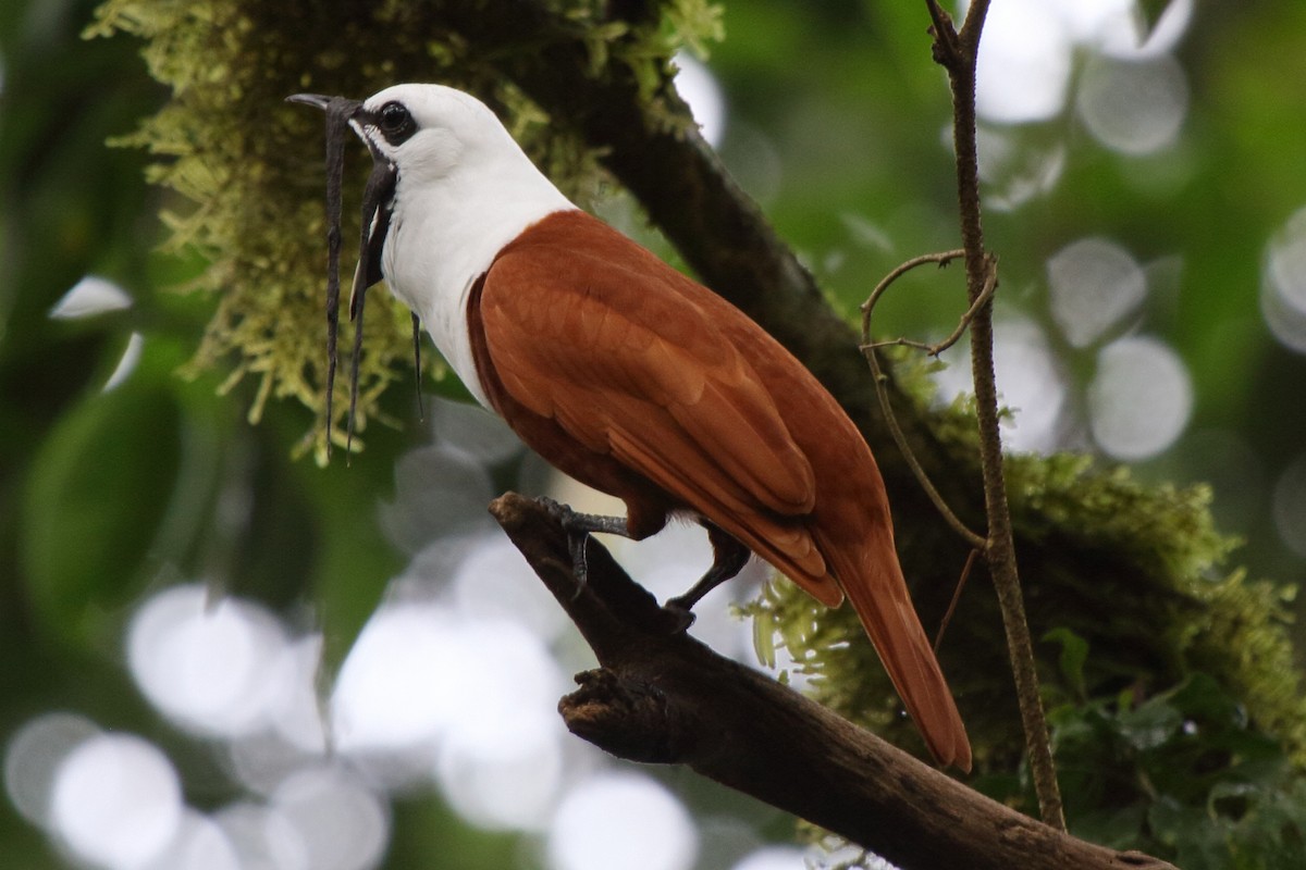 Three-wattled Bellbird - ML639071616