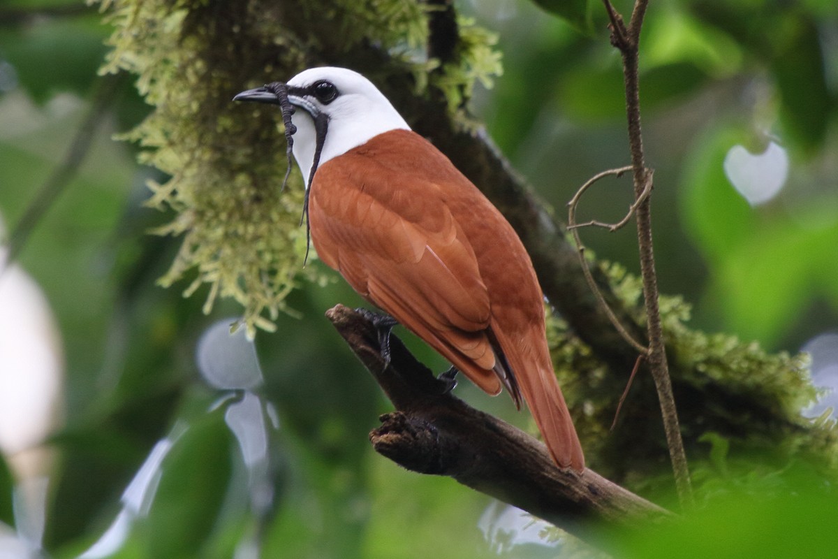 Three-wattled Bellbird - ML639071617