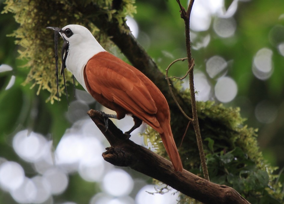Three-wattled Bellbird - ML639071618