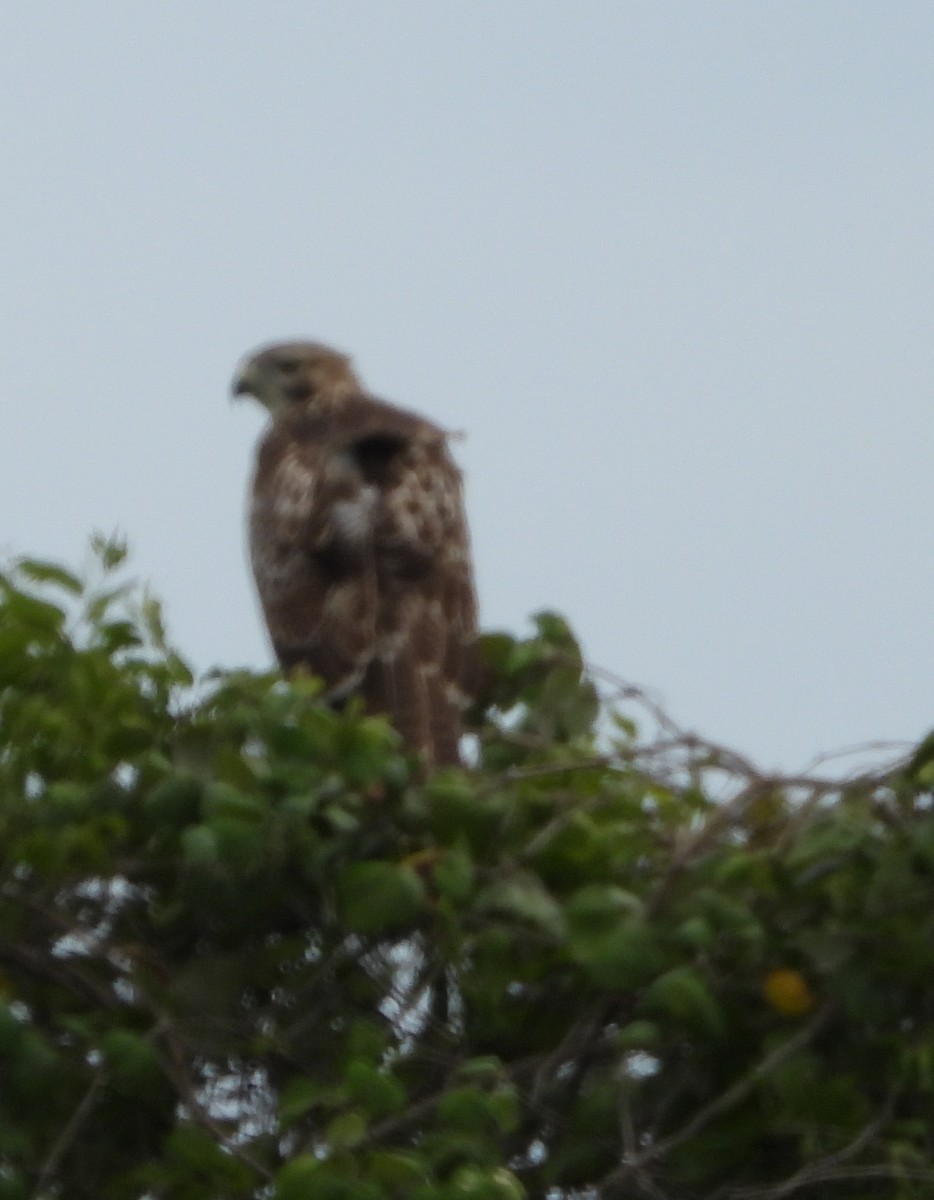 Red-tailed Hawk - ML639071638