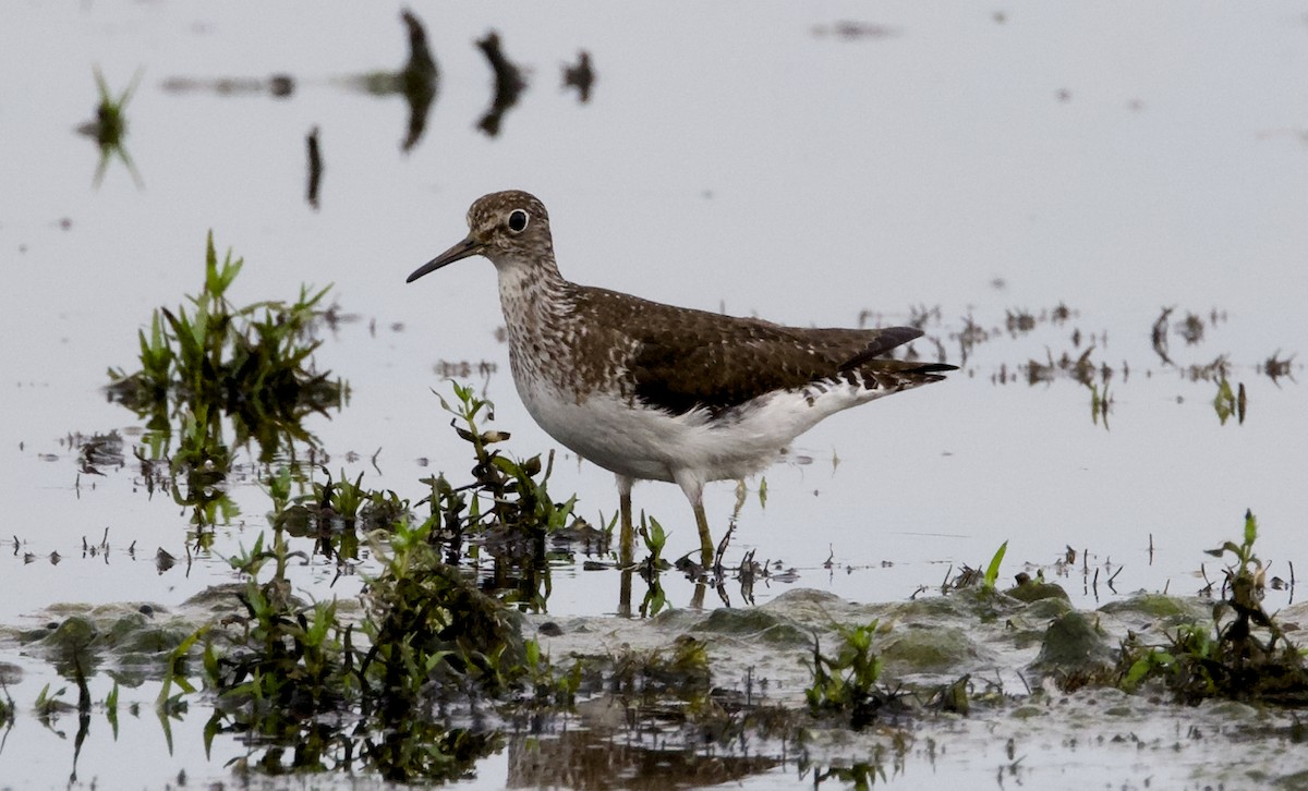Solitary Sandpiper - ML639071644