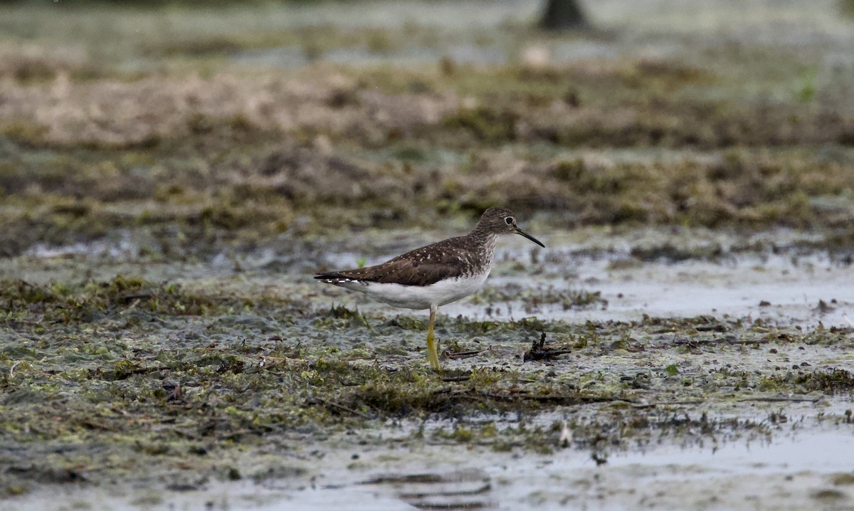 Solitary Sandpiper - ML639071645