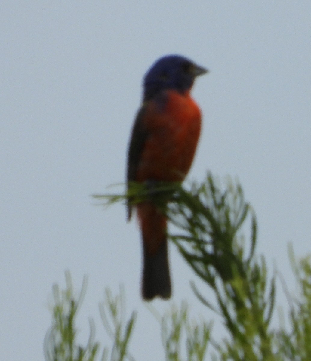 Painted Bunting - ML639071647