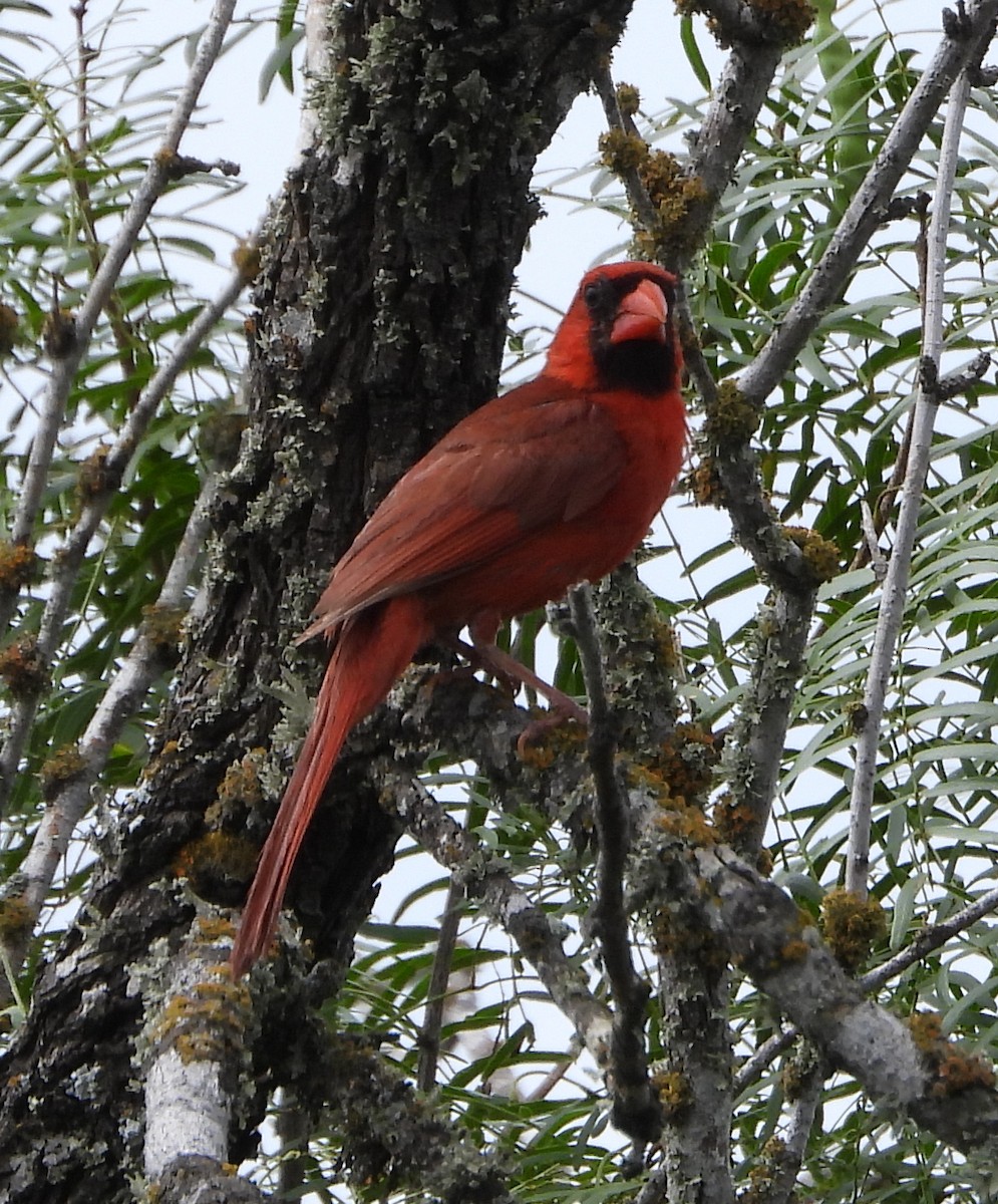 Northern Cardinal - ML639071654