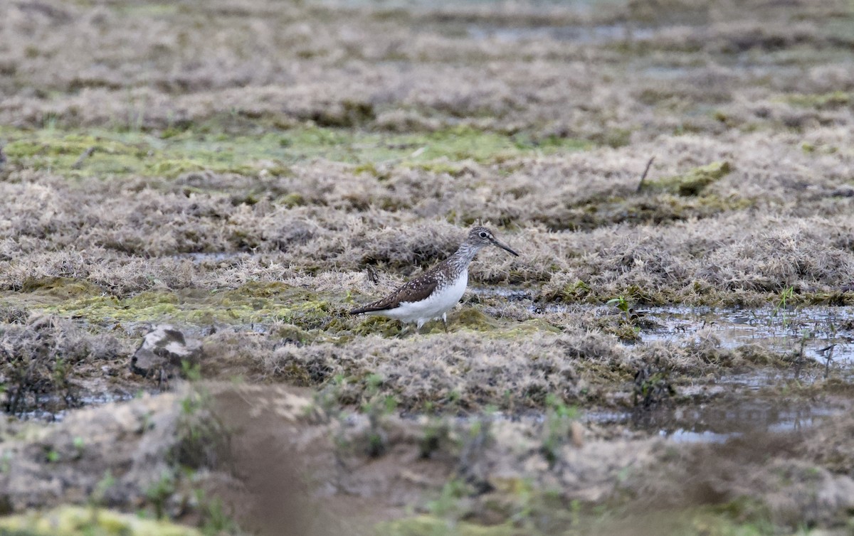Solitary Sandpiper - ML639071671