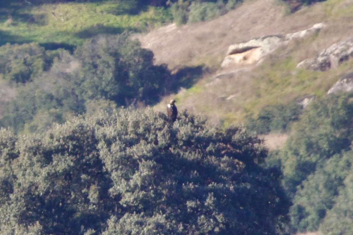 Spanish Eagle - ML639071708