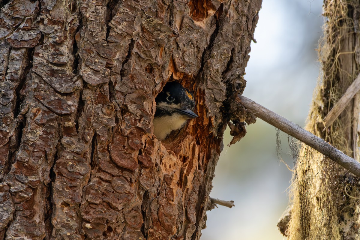 American Three-toed Woodpecker - ML639071732