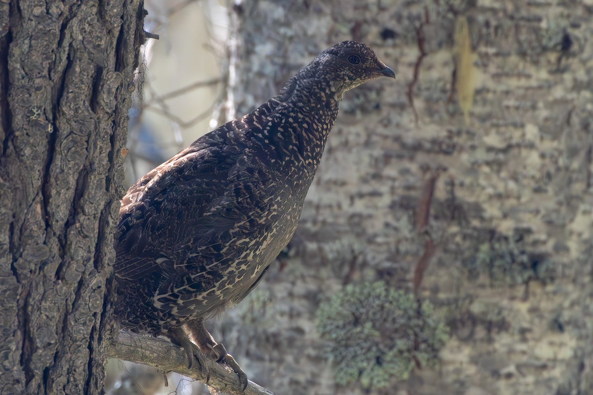Sooty Grouse - ML639071733