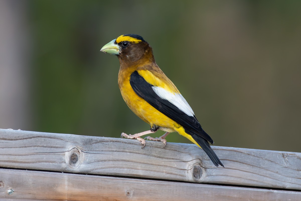 Evening Grosbeak - ML639071753