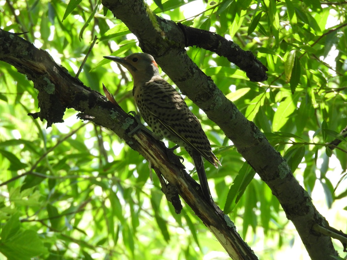 Northern Flicker - ML639071803