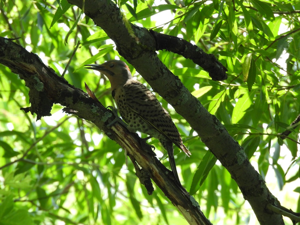 Northern Flicker - ML639071804