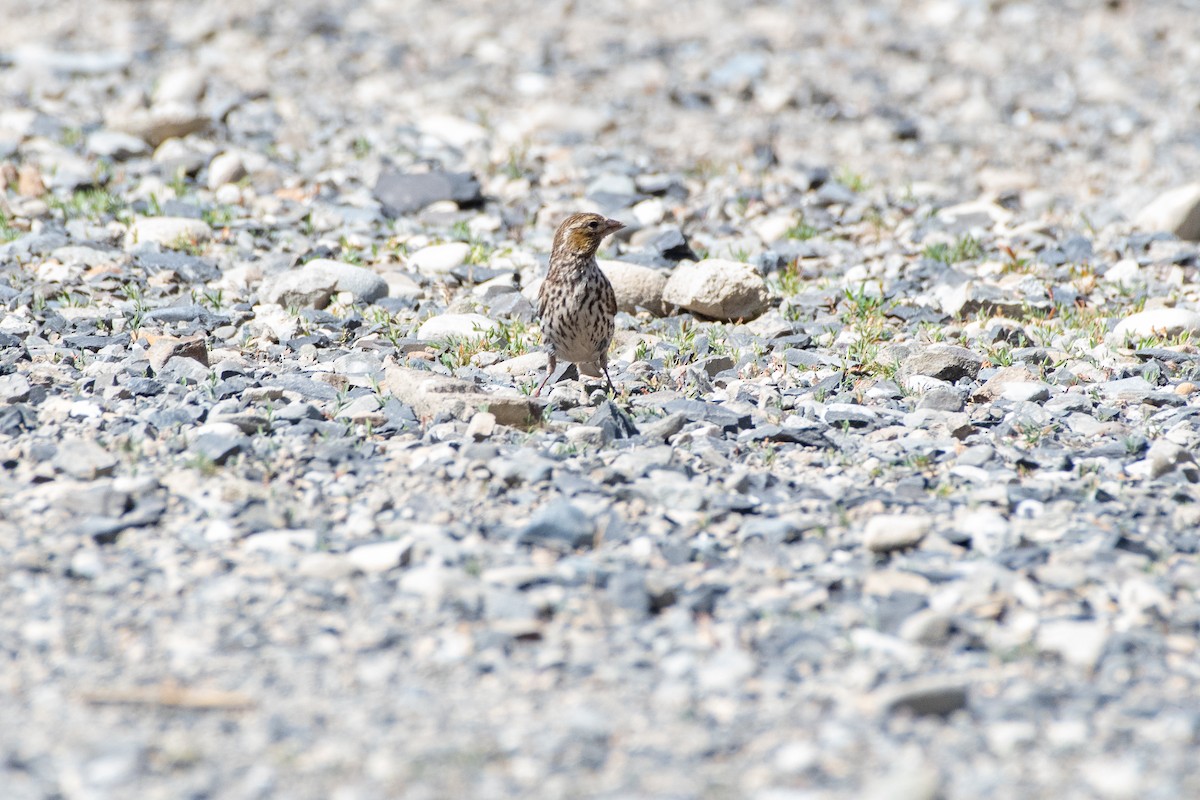 Cassin's Finch - ML639071812